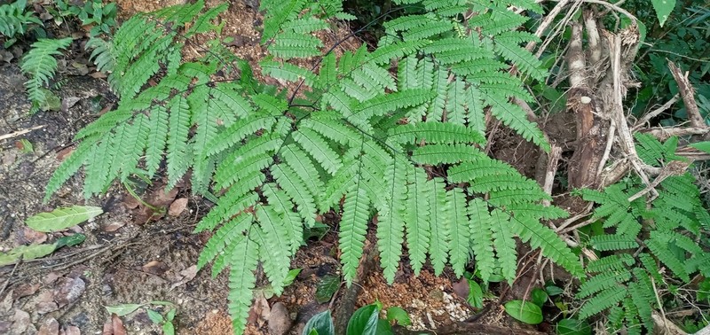 Adiantum polyphyllum photo 5