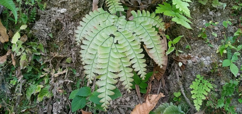 Adiantum polyphyllum photo 6