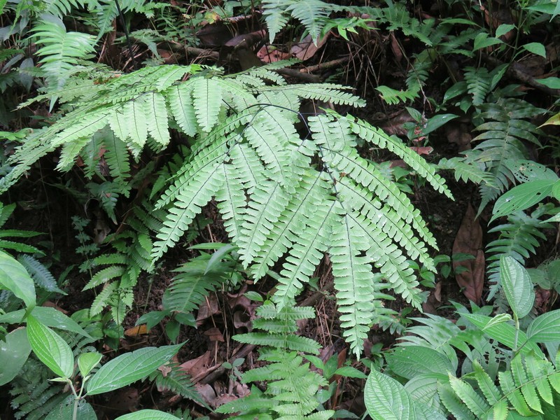 Adiantum polyphyllum photo 7