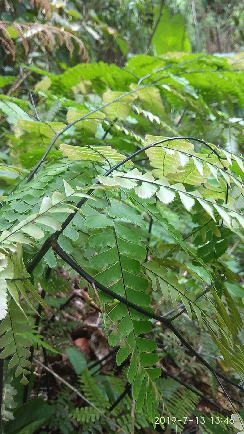 Adiantum polyphyllum photo 8