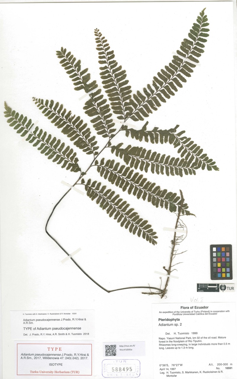 Adiantum pseudocajennense