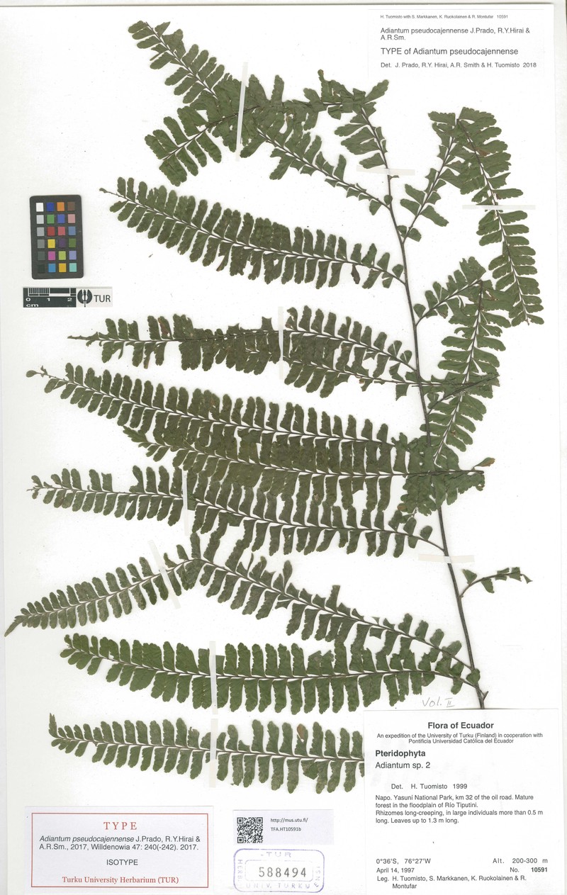 Adiantum pseudocajennense photo 2