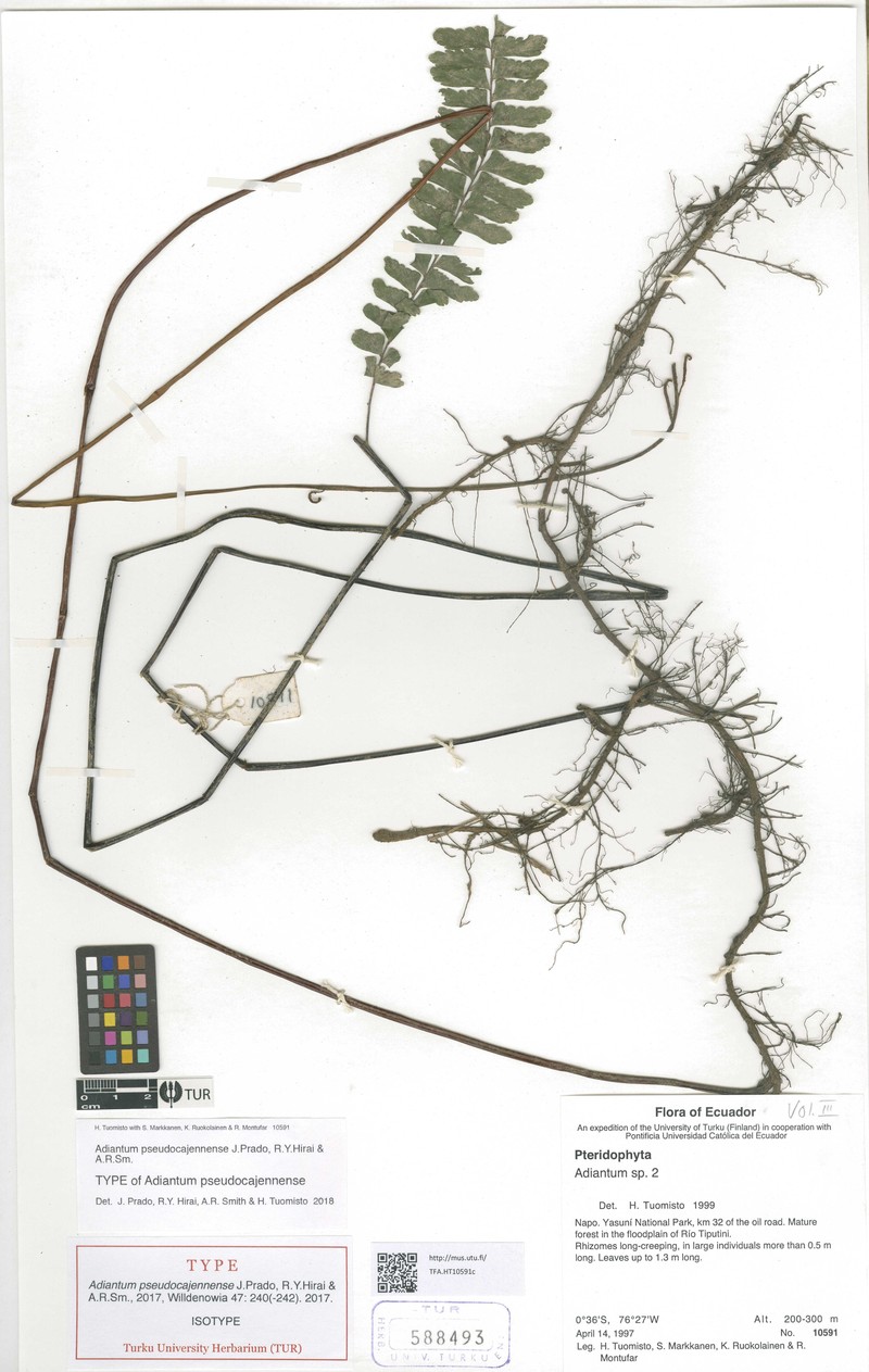 Adiantum pseudocajennense photo 3