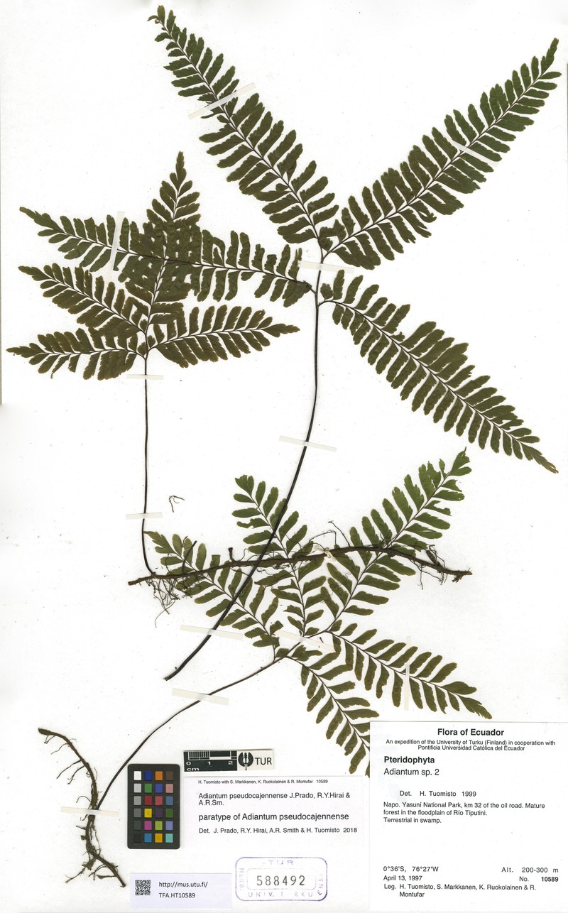 Adiantum pseudocajennense photo 4
