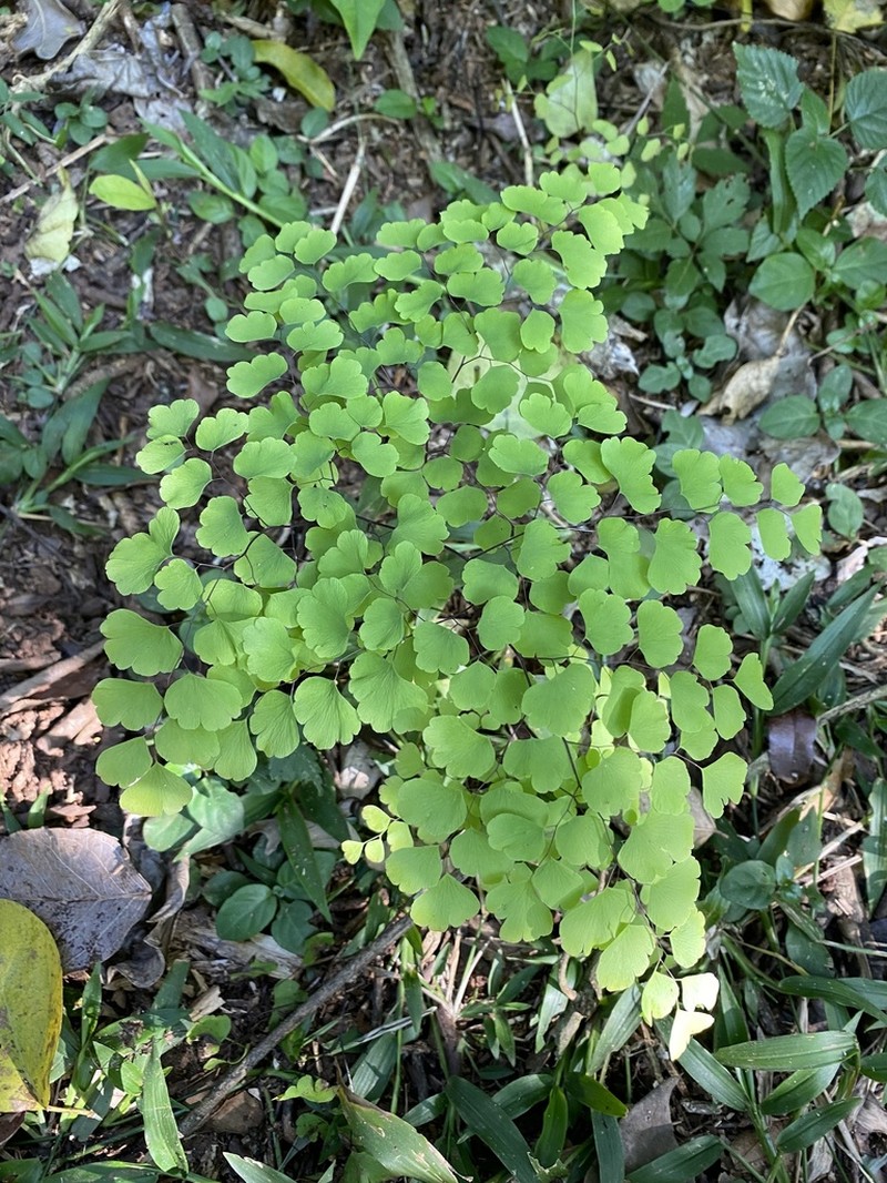 Adiantum pseudotinctum