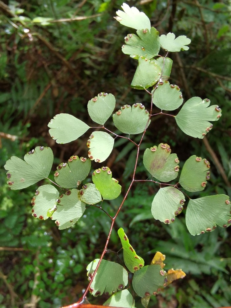 Adiantum pseudotinctum photo 2