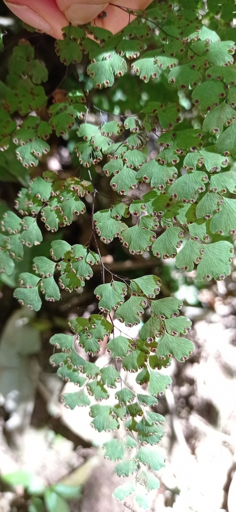 Adiantum pseudotinctum photo 3