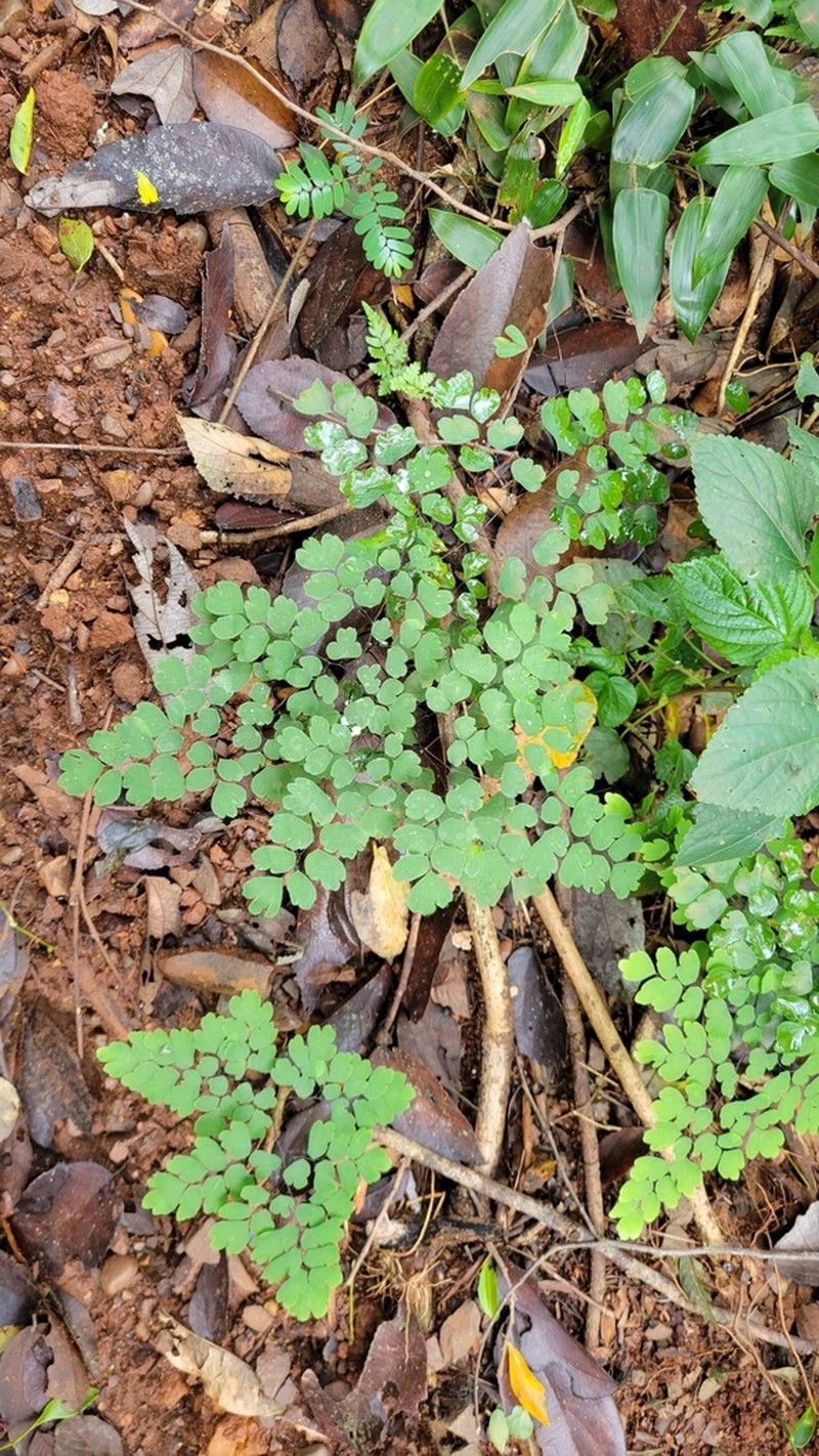 Adiantum pseudotinctum photo 4