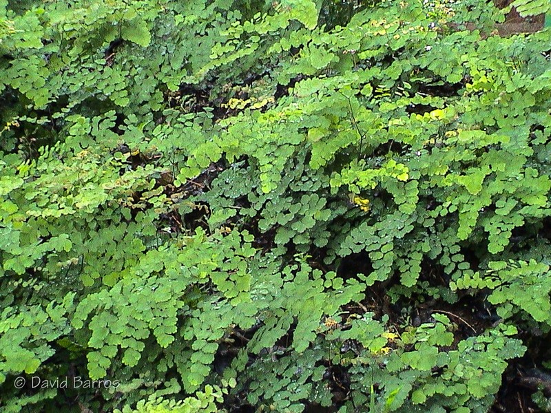 Adiantum pseudotinctum photo 5