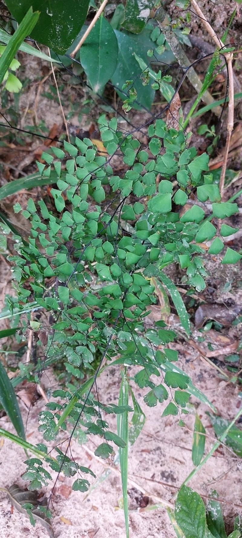 Adiantum pseudotinctum photo 6