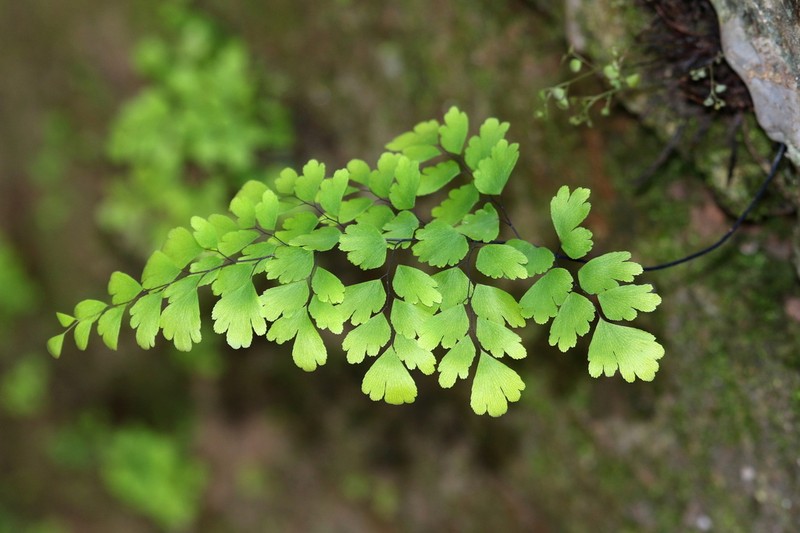 Adiantum pseudotinctum photo 7