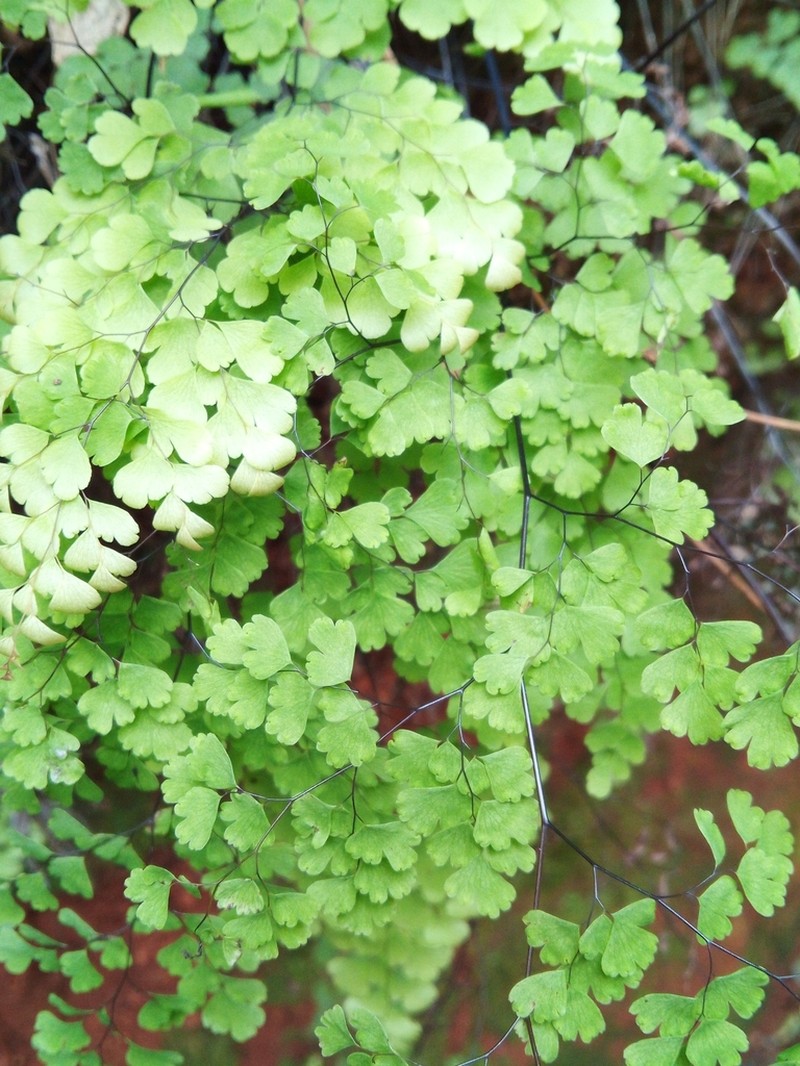 Adiantum pseudotinctum photo 8