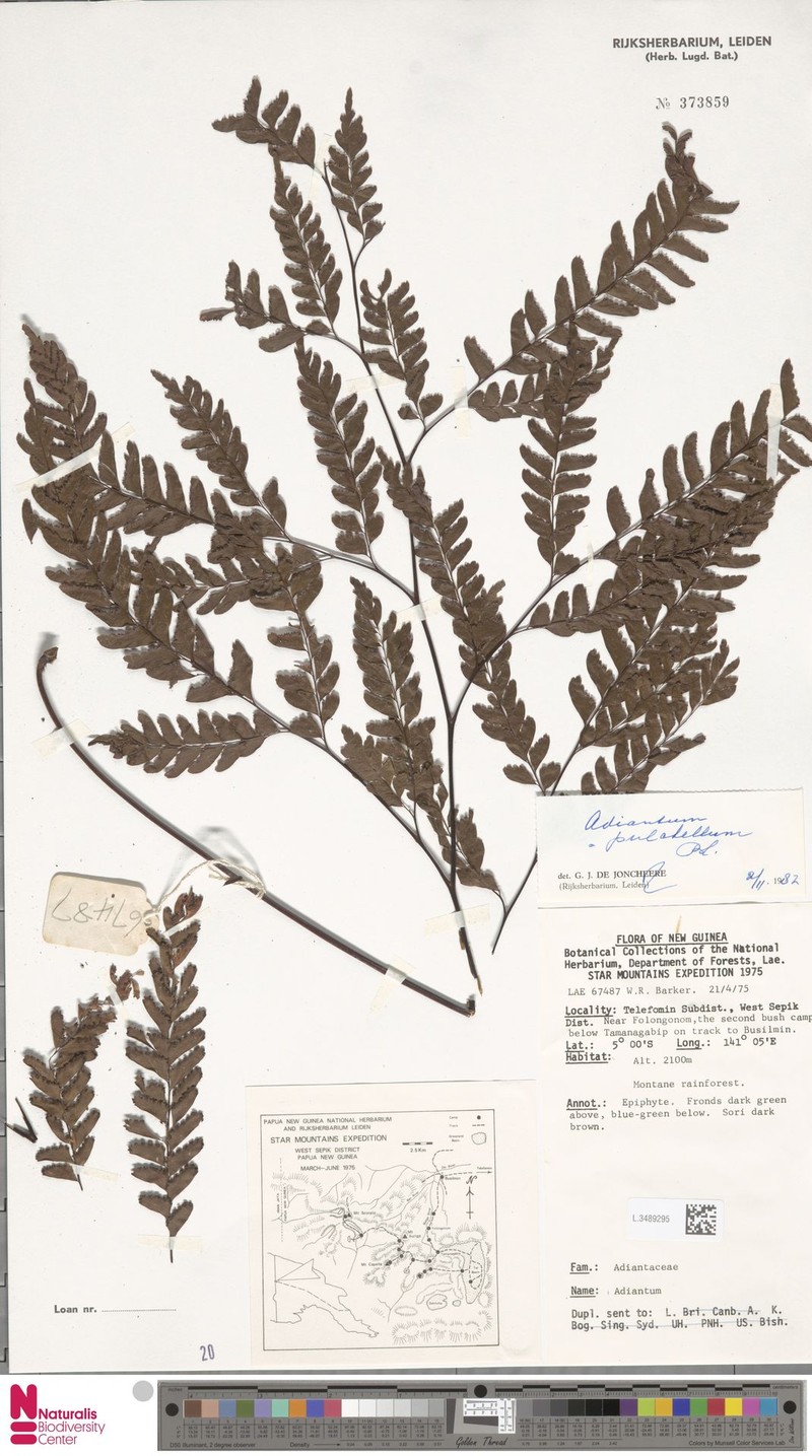 Adiantum pulchellum photo 3
