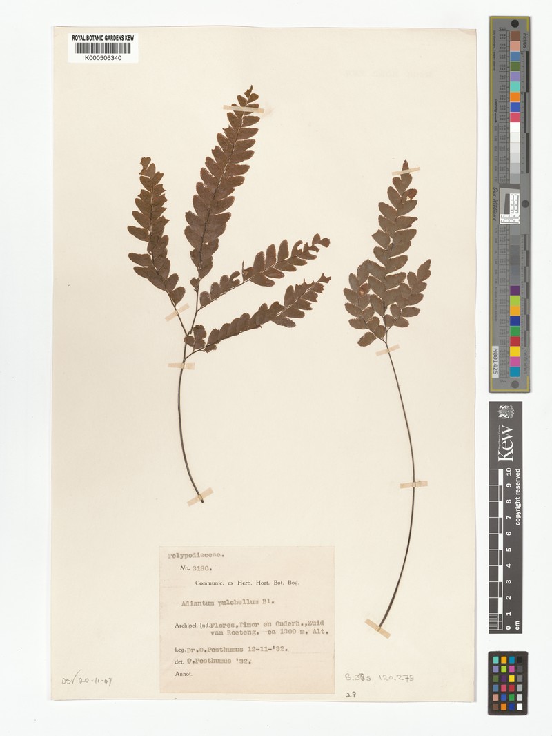 Adiantum pulchellum