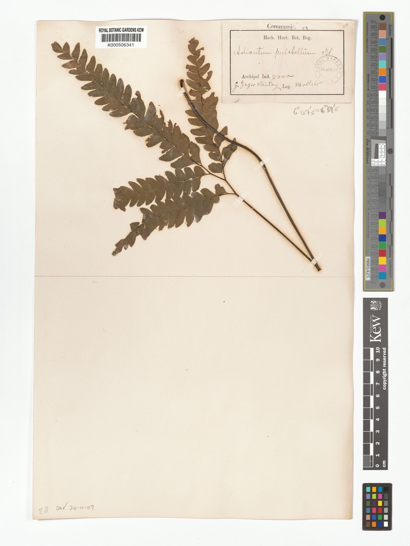 Adiantum pulchellum photo 2
