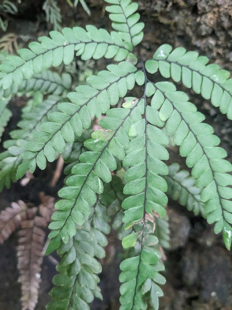 Adiantum pulcherrimum