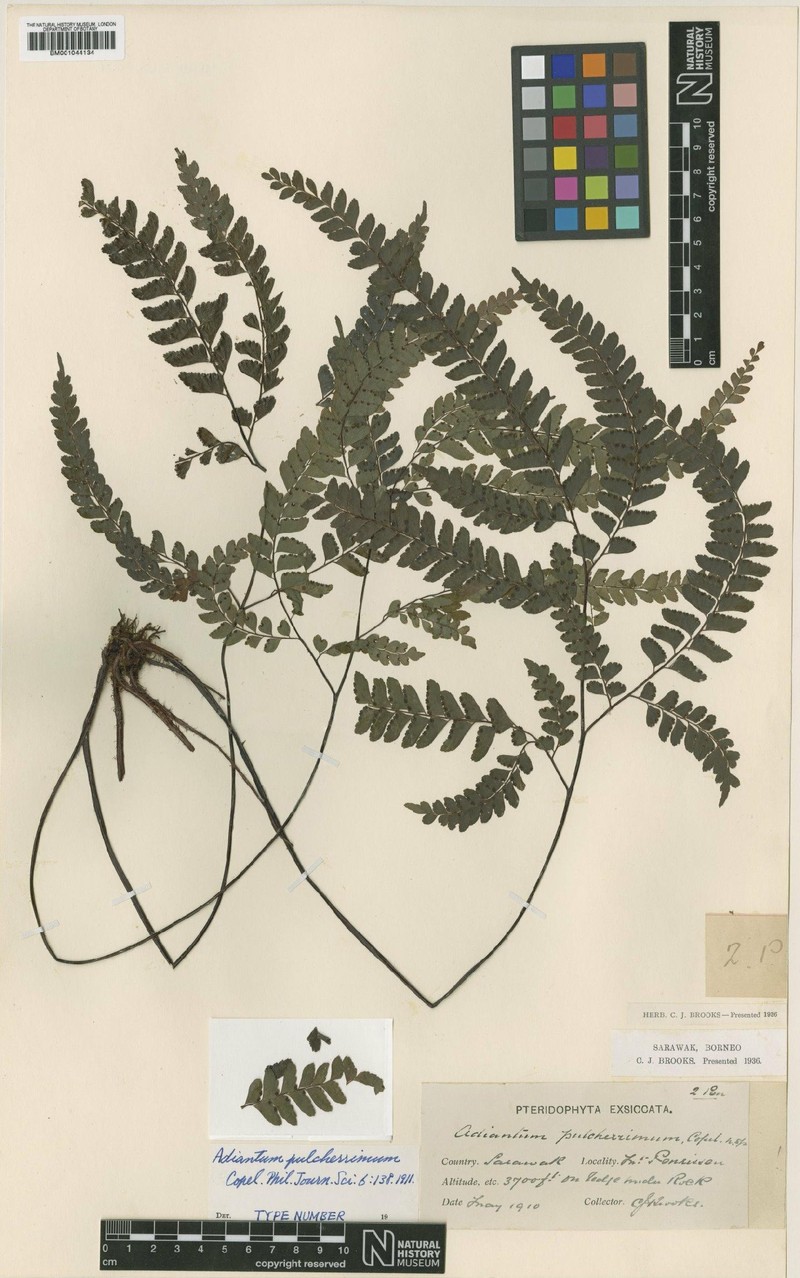 Adiantum pulcherrimum photo 2