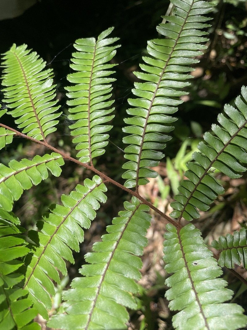 Glossy Maidenhair photo 2