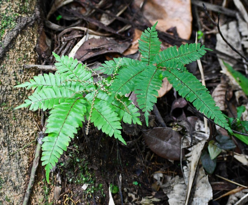 Glossy Maidenhair photo 3