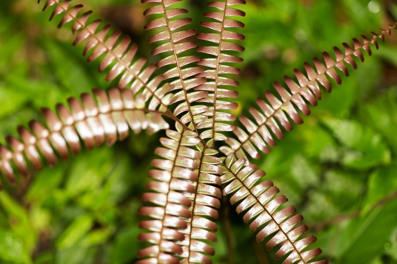 Glossy Maidenhair photo 4