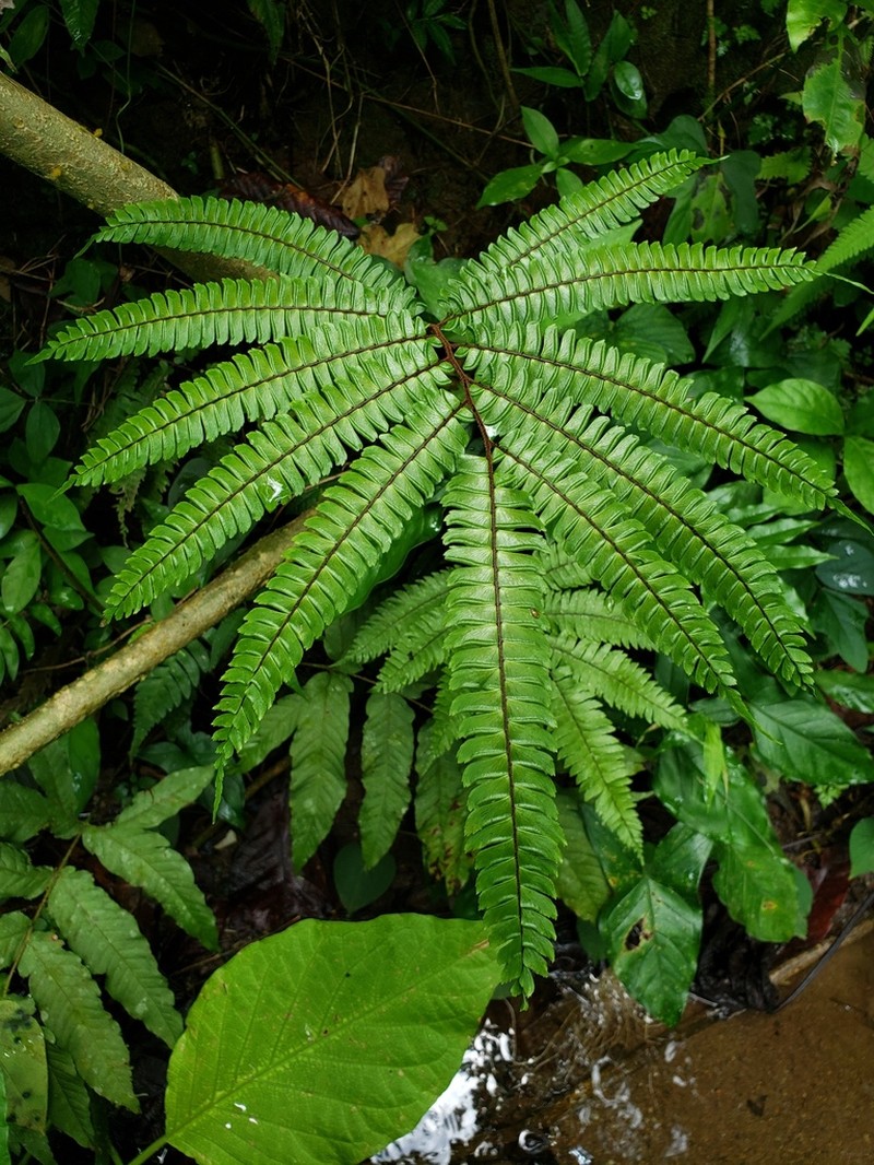 Glossy Maidenhair photo 6