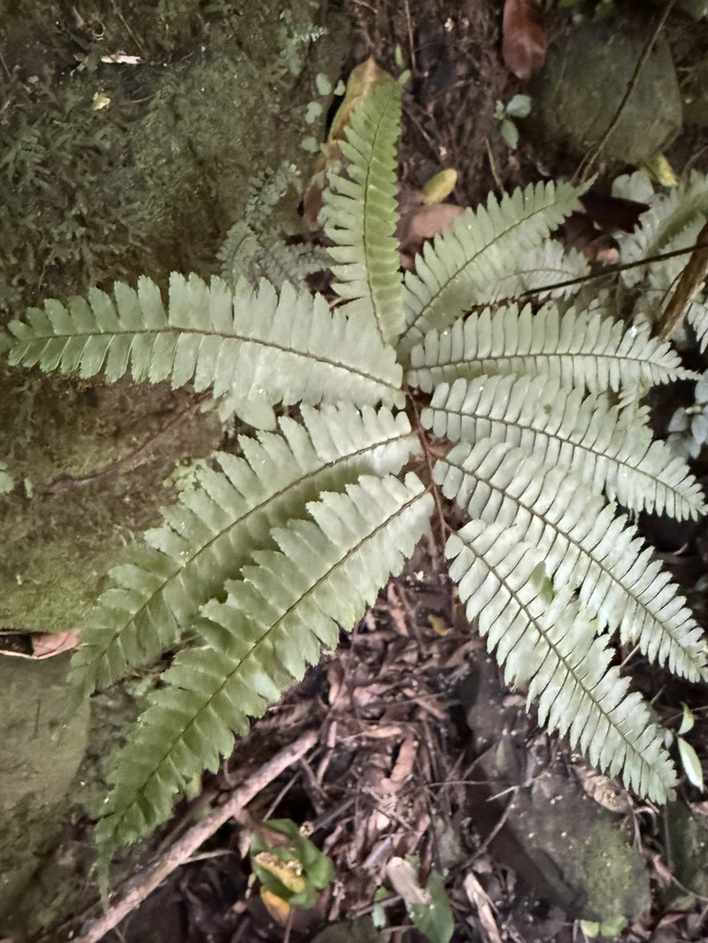 Glossy Maidenhair photo 8