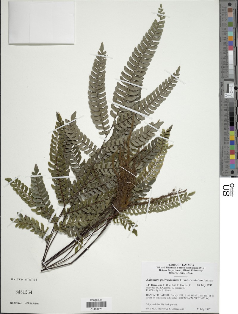 Adiantum pulverulentum var. caudatum