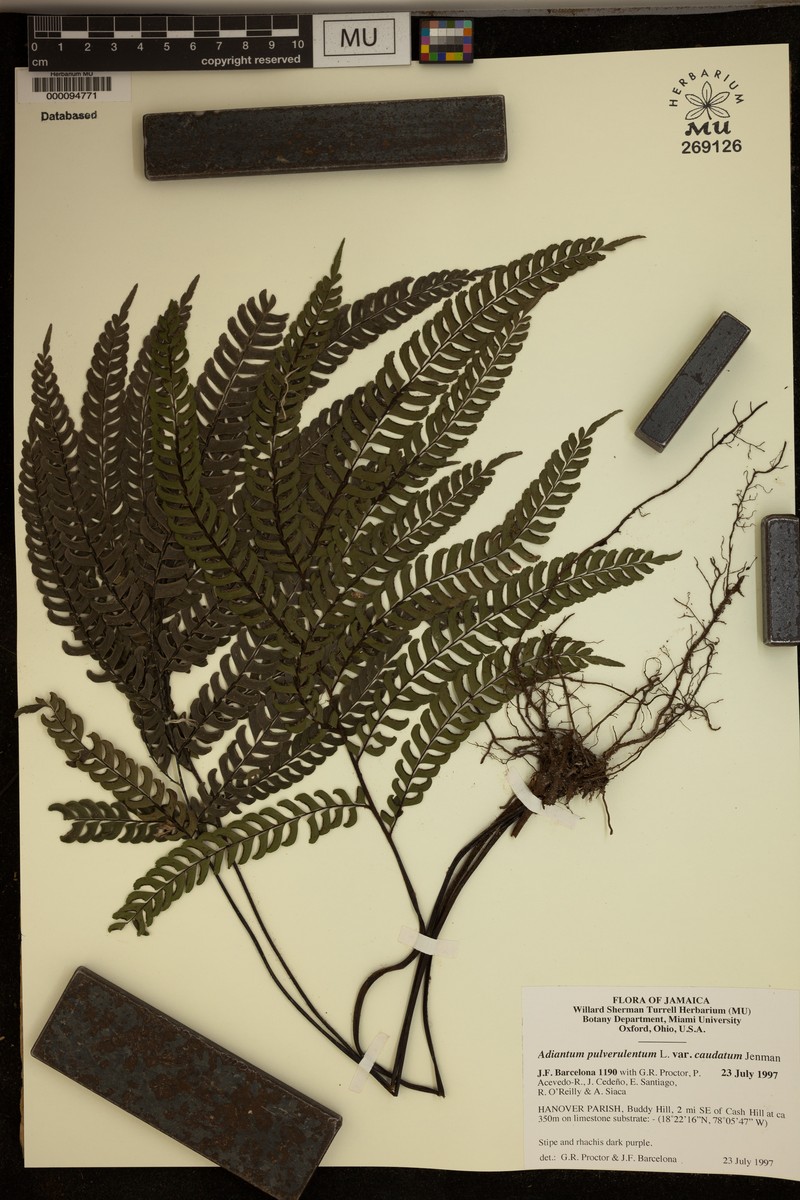 Adiantum pulverulentum var. caudatum photo 2