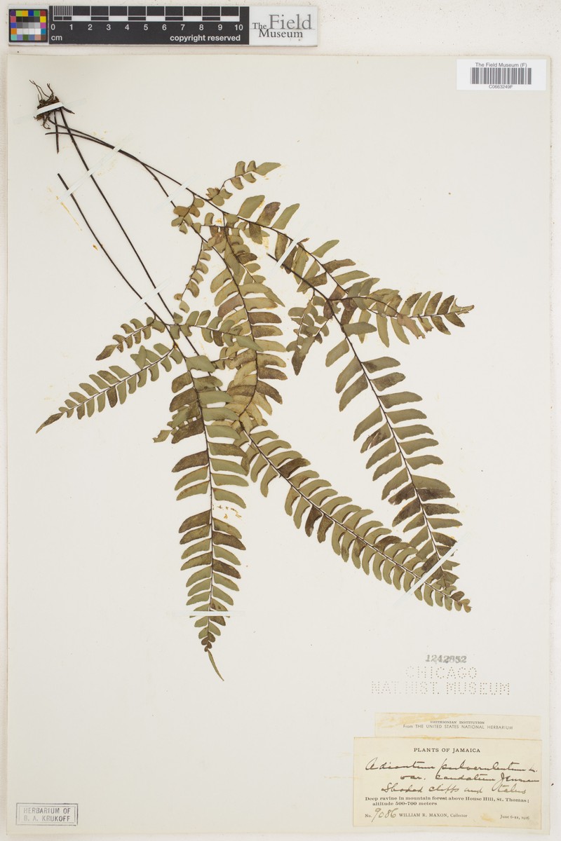 Adiantum pulverulentum var. caudatum photo 3