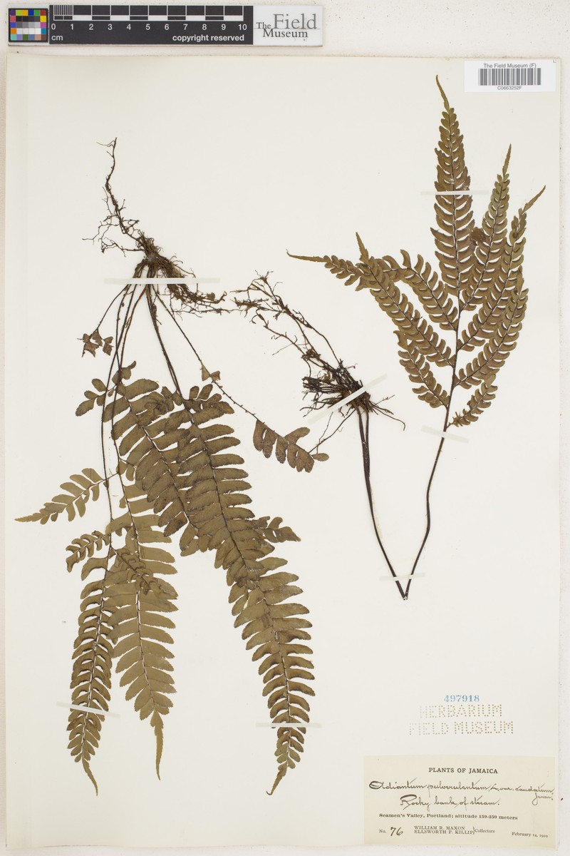 Adiantum pulverulentum var. caudatum photo 4