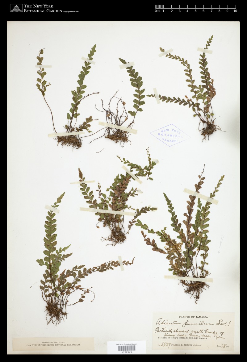 Adiantum pumilum