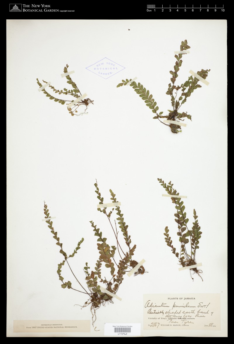 Adiantum pumilum photo 2