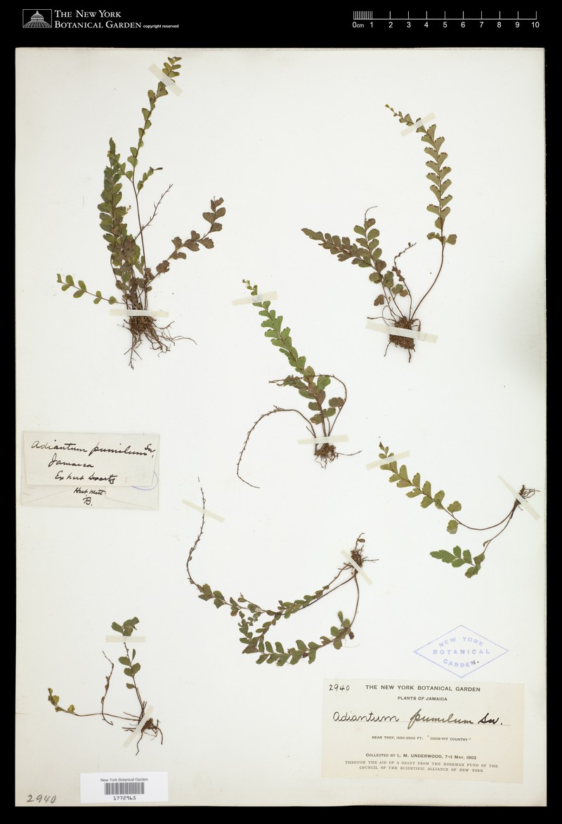 Adiantum pumilum photo 3