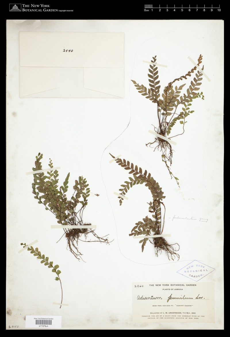 Adiantum pumilum photo 4