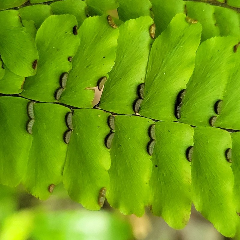 Pyramid Maidenhair