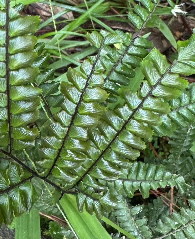 Pyramid Maidenhair photo 2
