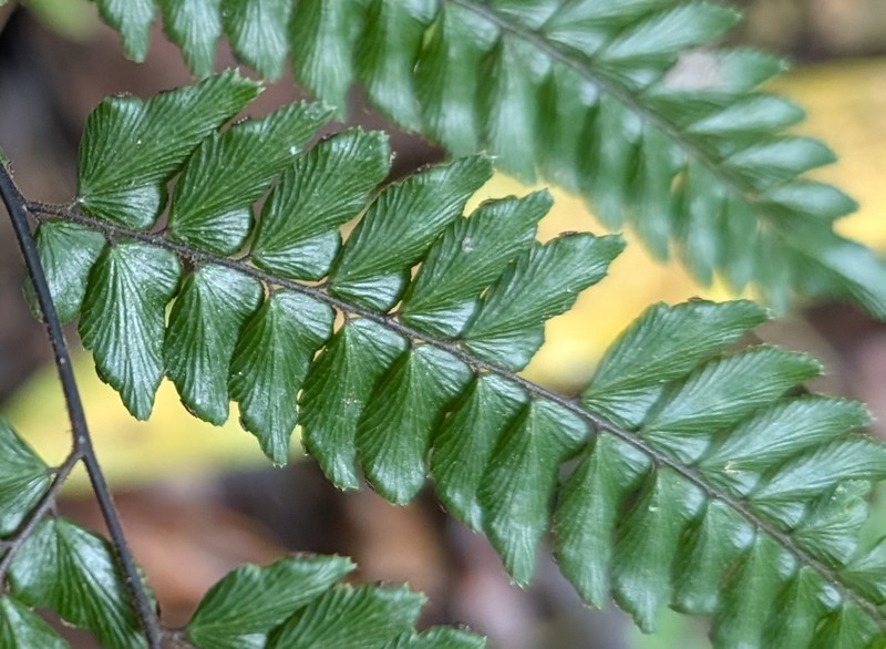 Pyramid Maidenhair photo 3