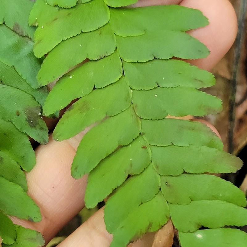 Pyramid Maidenhair photo 4