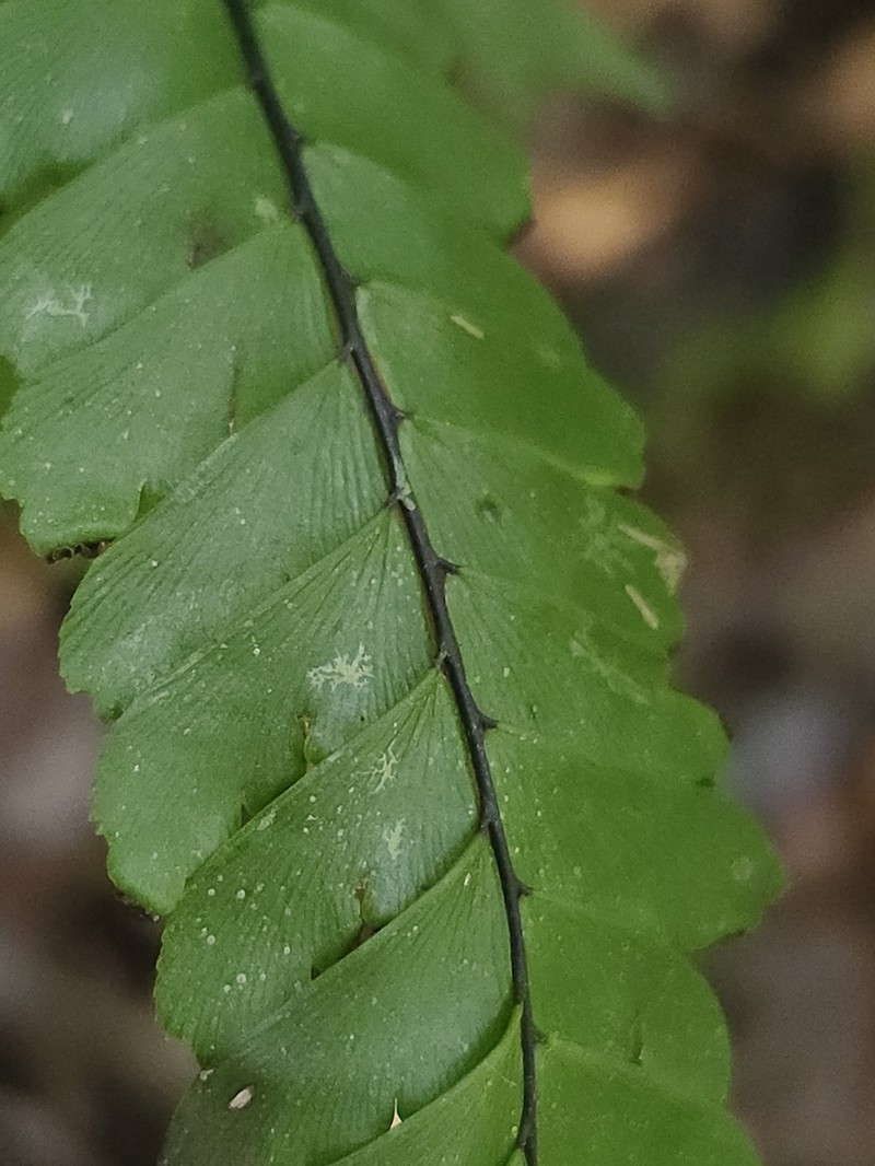 Pyramid Maidenhair photo 5