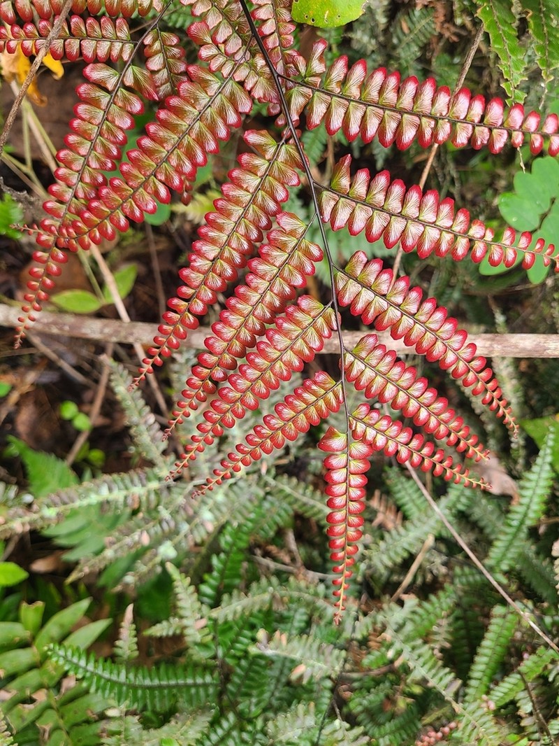 Pyramid Maidenhair photo 6