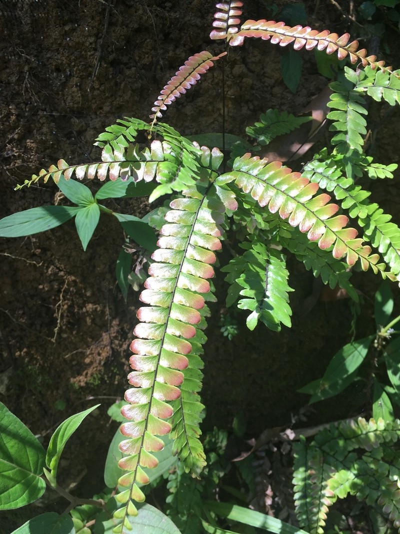 Pyramid Maidenhair photo 7