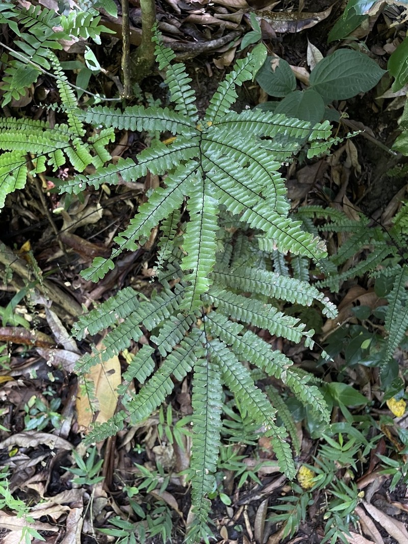 Pyramid Maidenhair photo 8