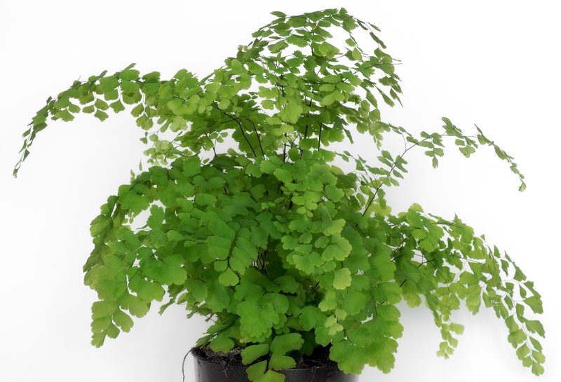 Delta Maidenhair photo 2