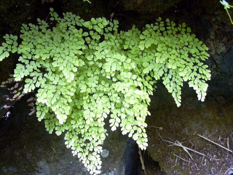 Delta Maidenhair photo 3