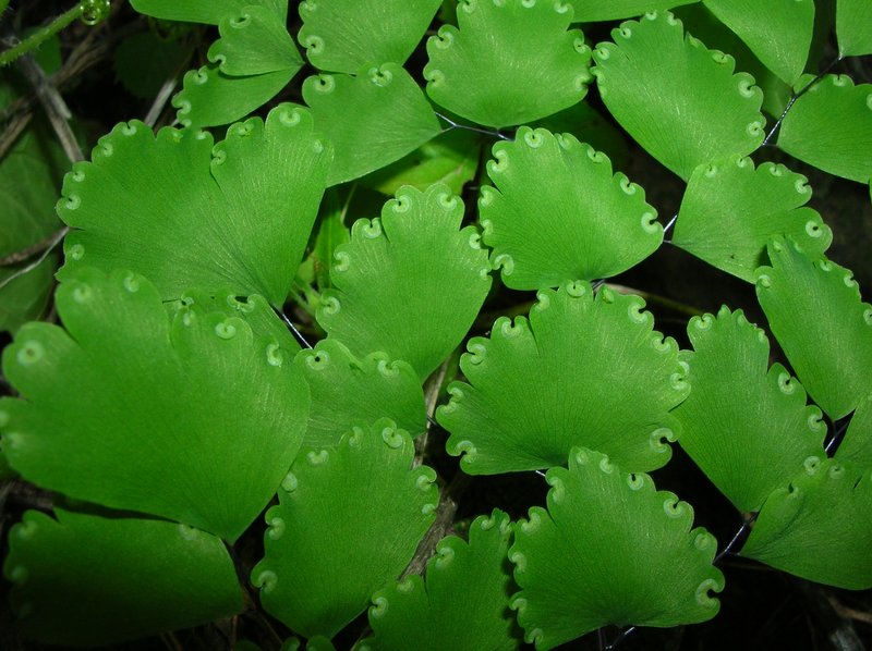 Delta Maidenhair photo 4