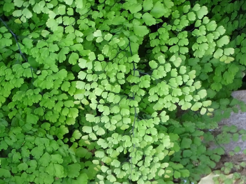 Delta Maidenhair photo 5