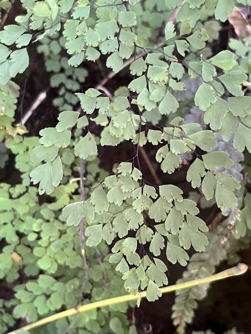 Delta Maidenhair photo 6