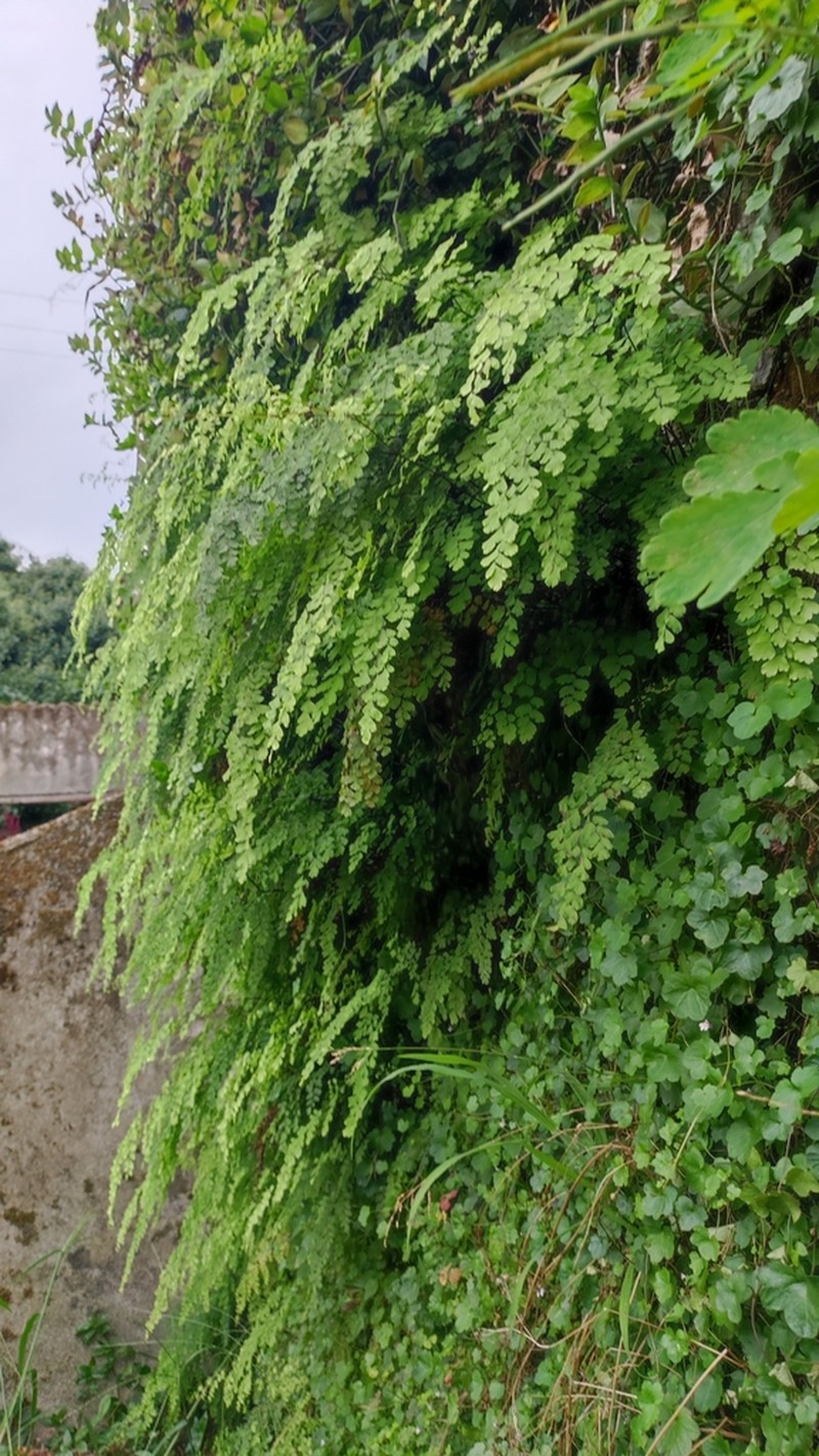 Delta Maidenhair photo 7