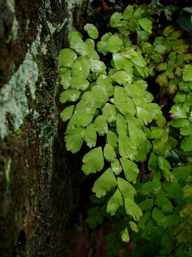 Delta Maidenhair photo 8
