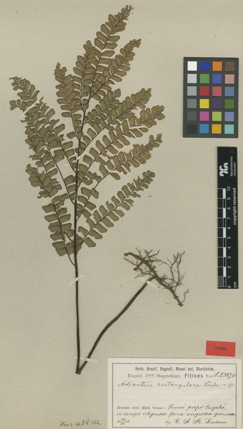 Adiantum rectangulare